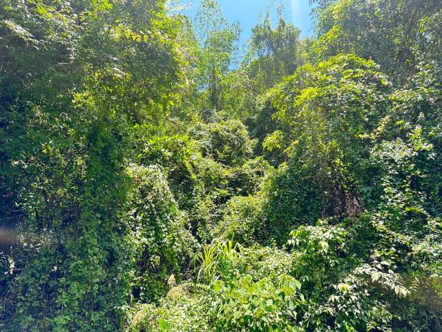 南投埔里農地-0
