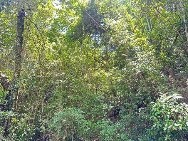 南投埔里農地-1