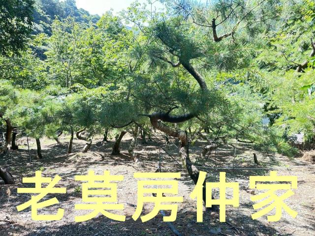南投仁愛鄉農地-1