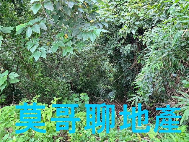 太平山坡地-8